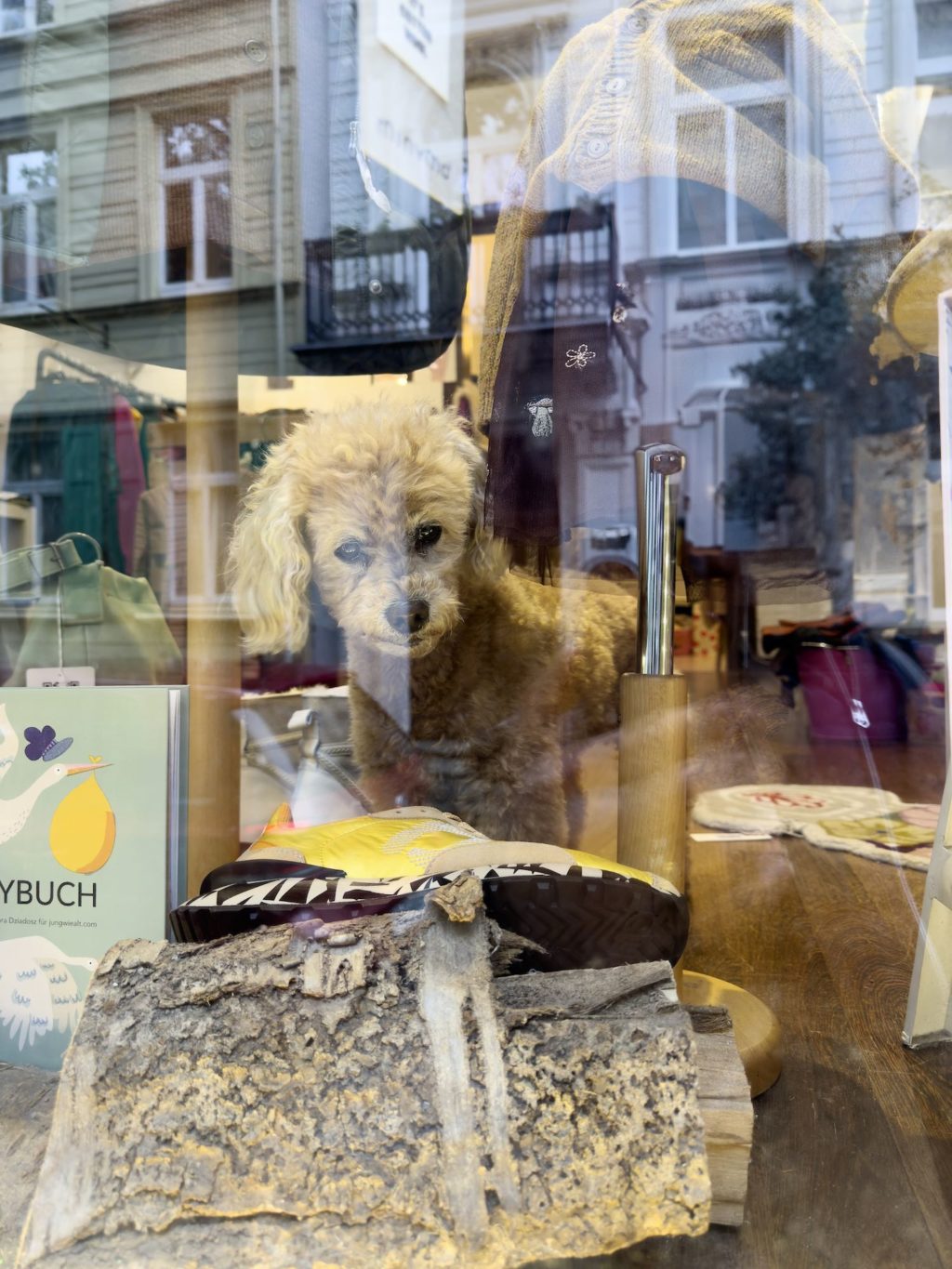 Ein Hund und Spiegelungen in einem Schaufenster