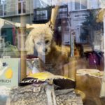 Ein Hund und Spiegelungen in einem Schaufenster