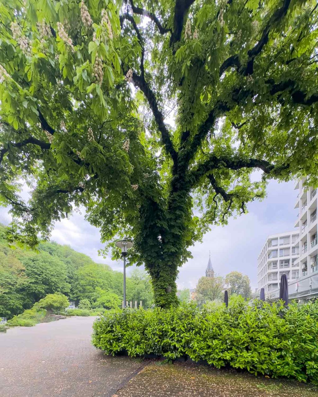Große Kastanie im Deweerth Garten