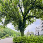 Große Kastanie im Deweerth Garten