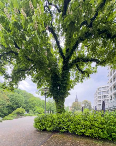 Große Kastanie im Deweerth Garten